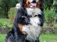 Carlson vom Böxfeld