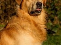 Back to the Roots Joker vom Nonnenbach