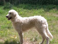 Osteopathie & Kinesiologie / Michaela Gemüth