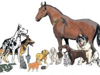 33129 Tierheilpraxis Sylvia Esch-Völkel