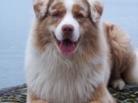 DC-Miracle´s Heartbreaker