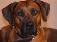 Fabayo Bahiri Kianga Bahari