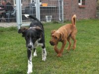 Katis Hundetagesstätte und Pension