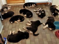 Wenn man einen Welpen mit nach Hause bringt, beginnt