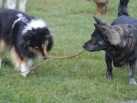 Vier-Pfotentreff-Haaren