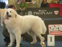 Andy first z Vajlovny