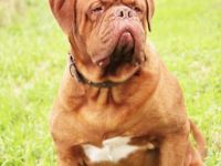 Enzo from Old Shadow