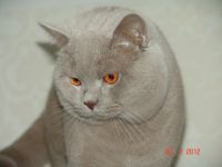 Simeon Britisch Kurzhaar Deckkater Lilac mit Stammbaum