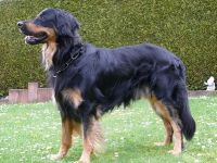 Blaze von den Ruhrwiesen