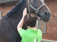 Tierphysiotherapie "Natürlich-fit" Vera Brosig