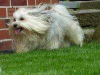 Leon del Pekeno Monte ( Rufname Mika )