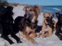 TrainerDotDog-Hundeschule