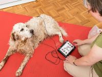 Canes sani - Gesunde Hunde