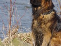 Zoltan von der Königsgarde