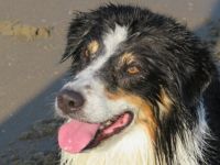 Novacoast Echo Of Thunder