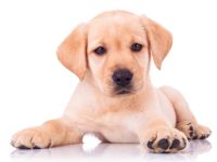 Welpenkurse Hundeschule Amperland -  FFB