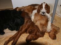 Hundepension im Täle