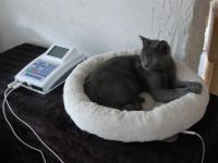 Tierheilpraktiker Marina Haber