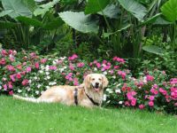 Physiotherapie für Hunde Marina Haber