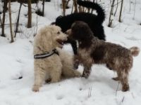 Hundeführerschein BLTK Sachkunde Hund