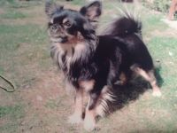 Armanie of the Flying Stars