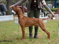 CH Gyurkóvári Becses - ˝Lux˝