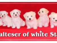 Malteser of white Star