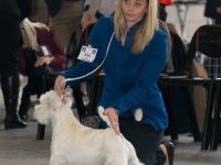 Ch. The Dashing Devil`s Touch Down