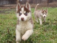 Husky puppies