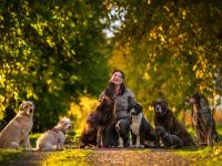 Frei nach Schnauze Hundebetreuung/ Dogwalking & Gassiservice  in Potsdam und Berlin Wannsee