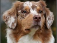 Uli`s favourite aussies