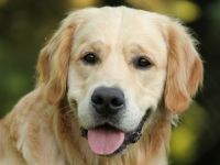 Five ò clock Tea from Strawberry Goldens (FCI)