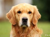 Devotion for Life Rocky von der schwäbischen Toskana