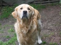 Benno vom Rheydter-Schloss-Schatten