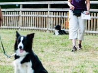 Hundeschule GOOD DOGS