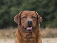 Xenon Red Alabama Star von der Holzmühle