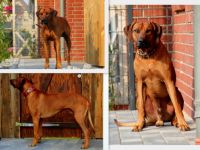 Intern.Ch.Aragon Fumo Aaron Akari of Brownridge (65)