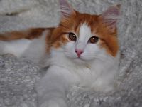 Odin von Gremmenbygd