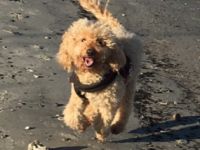 Kleinpudel - apricot