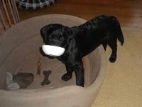 Tiergesundheit - Ernährung Hunde und Katzen