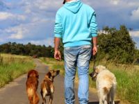 Mobile Hundeschule Jung