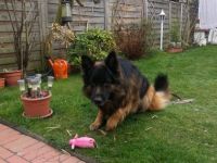 Fanto de Turia Drimas ( Rufname Anouk ) Altdeutscher