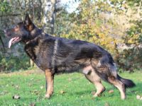 Graf vom Dorneburger Bach