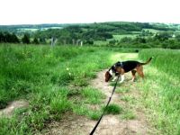 Tierpension Sammys Lodge - Liebevolle Betreuung