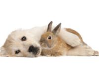 Tierheilpraxis Miriam Einy