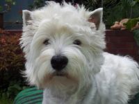 von den weißen Pfiffikussen