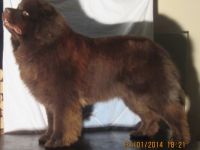 Brayen Bear vom Spessart