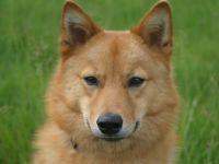 Björn Kulta Poika of Storm Valley