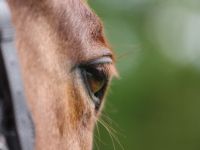 IN BEWEGUNG Osteopathie Physiotheapie Pferd und Hund Akupunktur