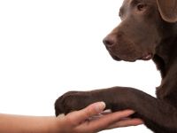 Vier-Pfoten-Studio "Salzböden"